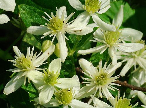 Clematis_virginiana_flowers3.jpg