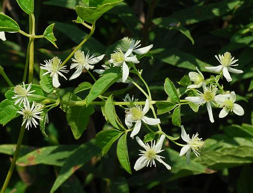 Clematis_virginiana_inflorescence.jpg