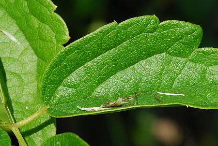 Clematis_virginiana_leaflet1.jpg