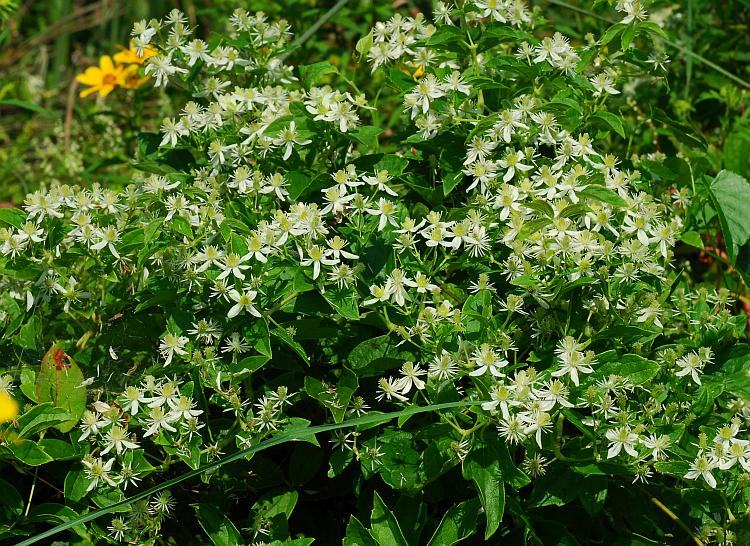 Clematis_virginiana_plant2.jpg