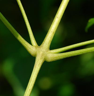 Clematis_virginiana_stem.jpg