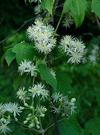 Clematis virginiana thumbnail