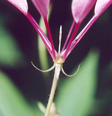 Cleome_calyx.jpg