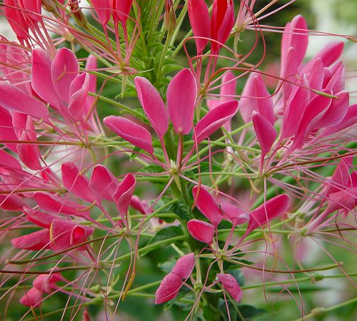 Cleome_hassleriana_flowers.jpg