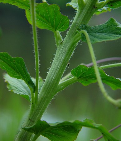 Cleome_hassleriana_stem.jpg