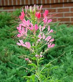 Cleome hassleriana thumbnail