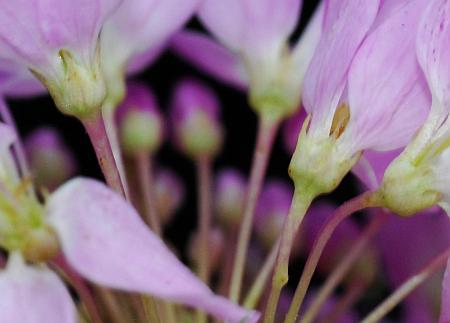 Cleome_serrulata_calyces.jpg