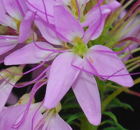 Cleome_serrulata_corolla.jpg