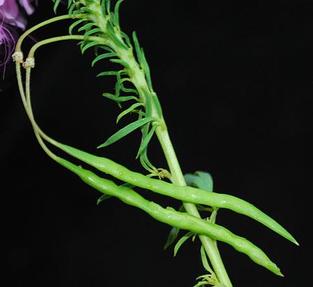 Cleome_serrulata_fruits.jpg