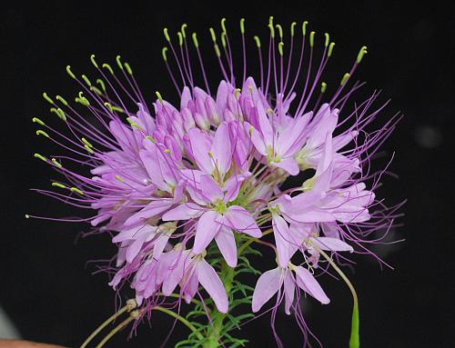 Cleome_serrulata_inflorescence.jpg