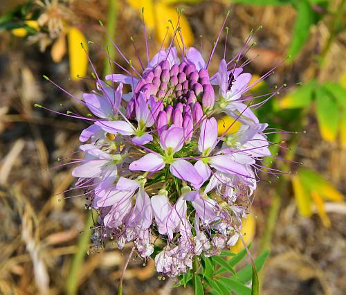 Cleome_serrulata_inflorescence2.jpg