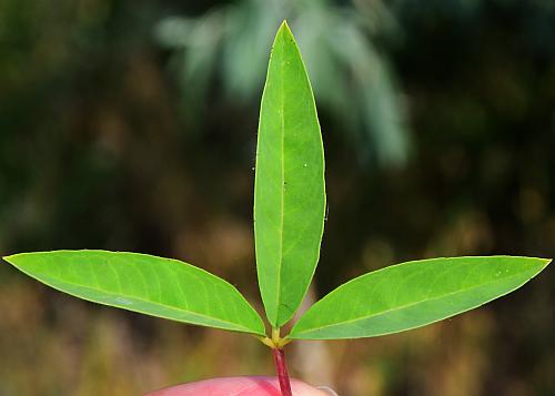 Cleome_serrulata_leaf1.jpg