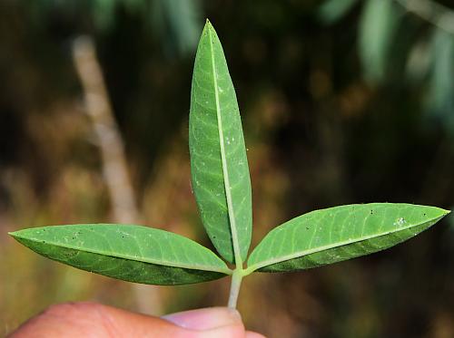 Cleome_serrulata_leaf2.jpg