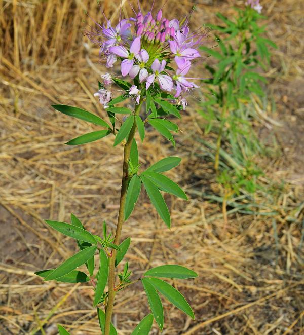 Cleome_serrulata_plant.jpg