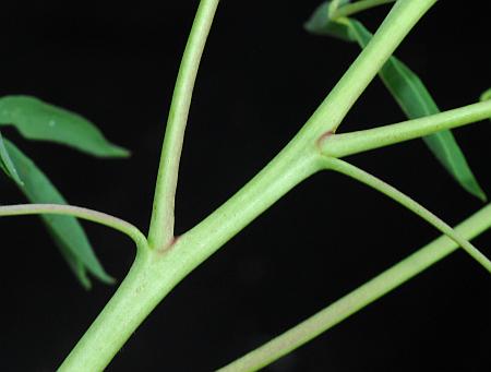 Cleome_serrulata_stem.jpg