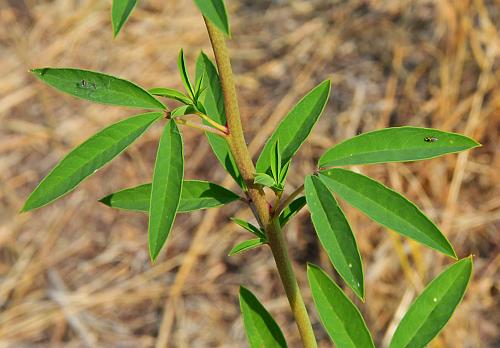 Cleome_serrulata_stem2.jpg