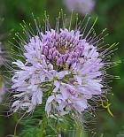 Cleome serrulata thumbnail