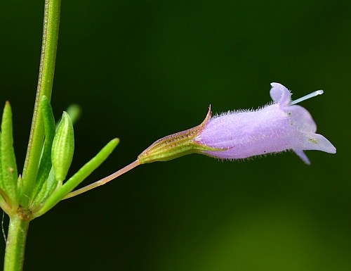 Clinopodium_arkansanum_flower.jpg