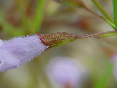 Clinopodium_arkansanum_flower2.jpg