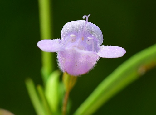 Clinopodium_arkansanum_flower2.jpg