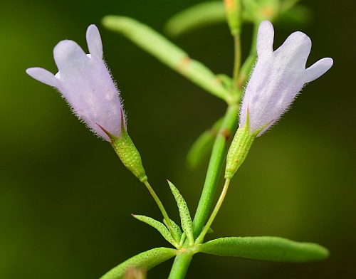 Clinopodium_arkansanum_flowers.jpg
