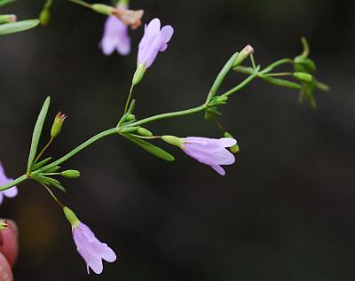 Clinopodium_arkansanum_inflorescence.jpg