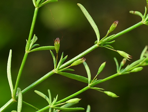 Clinopodium_arkansanum_leaves.jpg