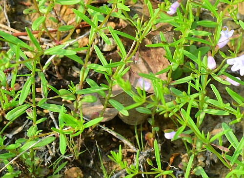 Clinopodium_arkansanum_leaves2.jpg