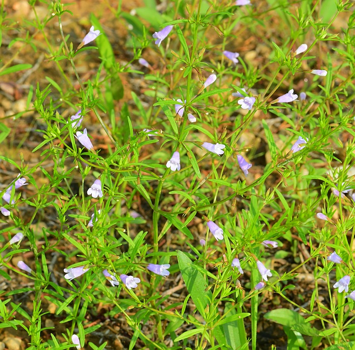 Clinopodium_arkansanum_plant.jpg