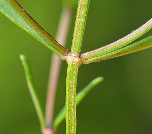 Clinopodium_arkansanum_stem.jpg