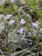 Clinopodium arkansanum thumbnail