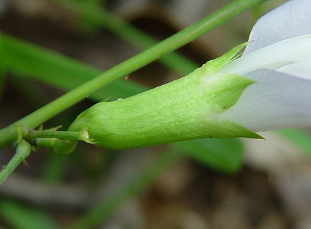 Clitoria_mariana_calyx.jpg