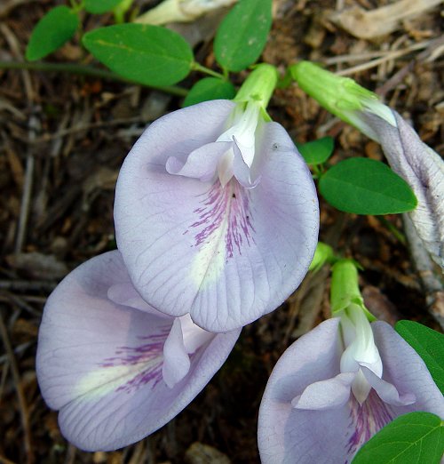 Clitoria_mariana_flower.jpg