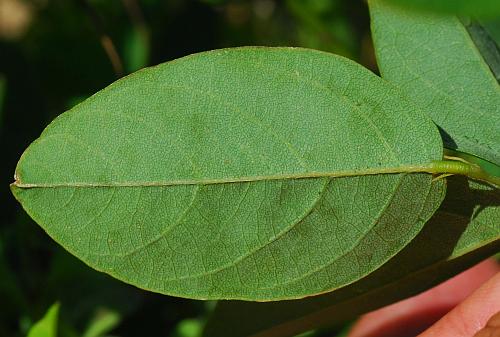 Clitoria_mariana_leaflet2.jpg