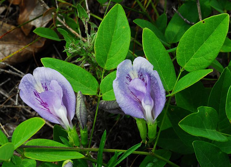 Clitoria_mariana_plant2.jpg