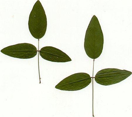 Clitoria_mariana_pressed_leaves.jpg