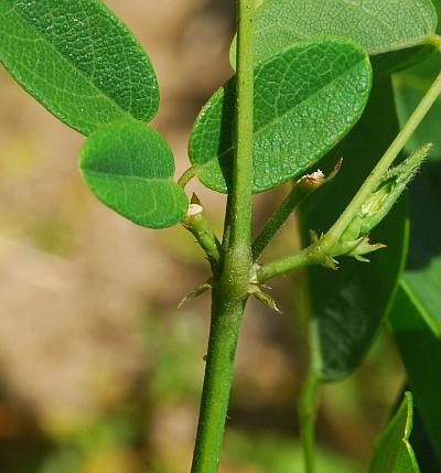 Clitoria_mariana_stem.jpg