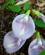 Clitoria mariana thumbnail