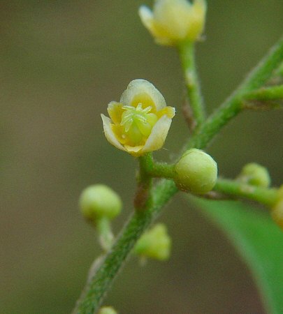 Cocculus_carolinus_flower.jpg