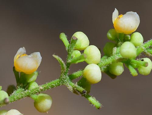 Cocculus_carolinus_flowers1.jpg