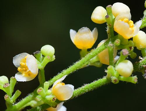 Cocculus_carolinus_flowers2.jpg