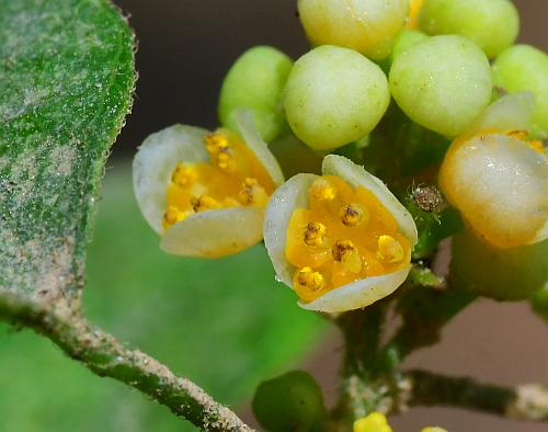 Cocculus_carolinus_flowers3.jpg