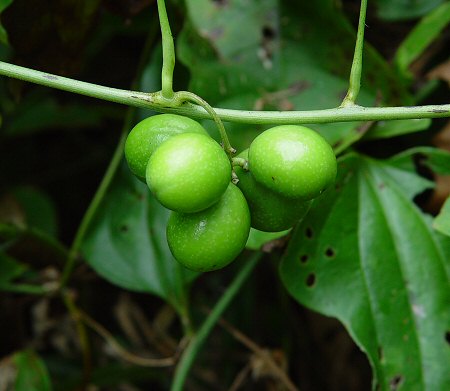 Cocculus_carolinus_fruits.jpg