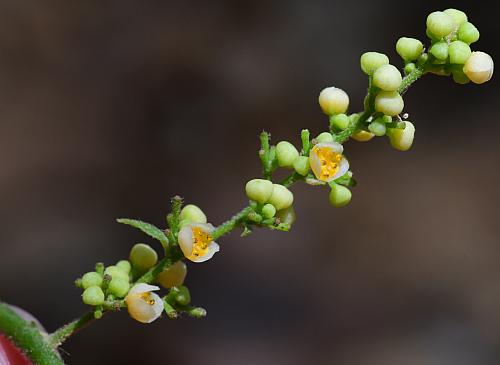 Cocculus_carolinus_inflorescence.jpg