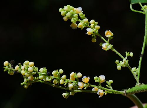 Cocculus_carolinus_inflorescences.jpg