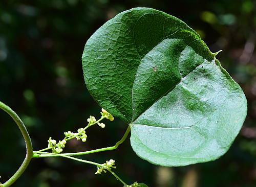 Cocculus_carolinus_leaf1.jpg