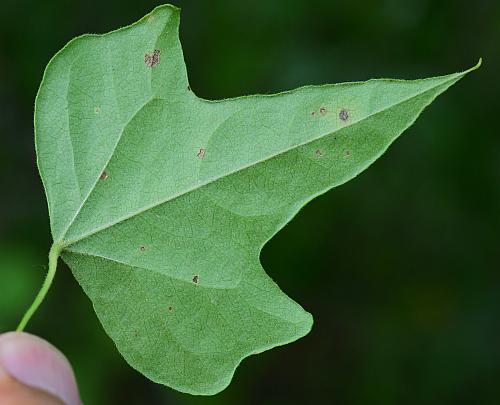 Cocculus_carolinus_leaf2.jpg