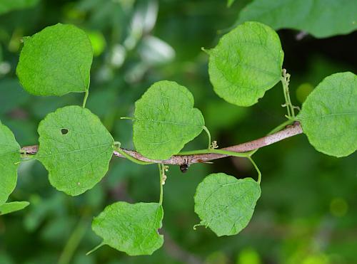 Cocculus_carolinus_leavesb.jpg