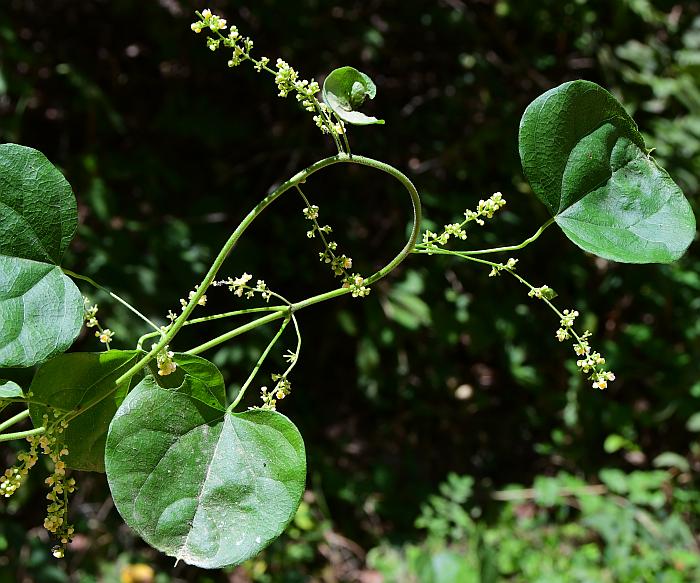 Cocculus_carolinus_plant.jpg