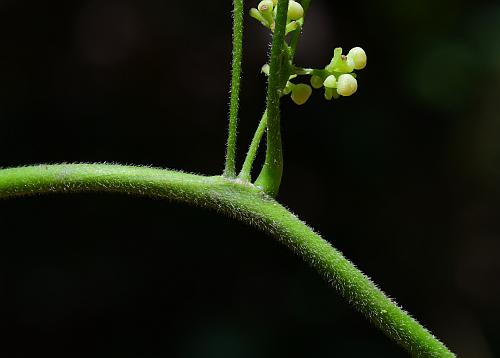 Cocculus_carolinus_stem.jpg